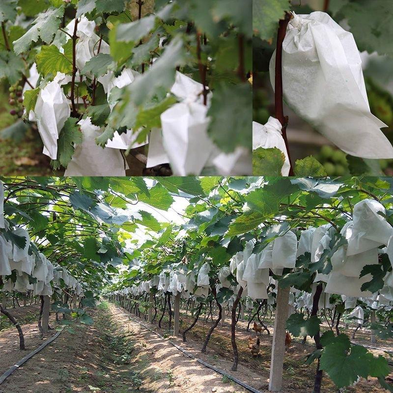 50 Stück Garten-Obstschutzbeut – Grow Bags Bewertung und Preis